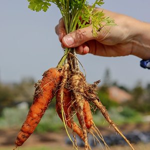 Fresh carrots pulled straight from the garden